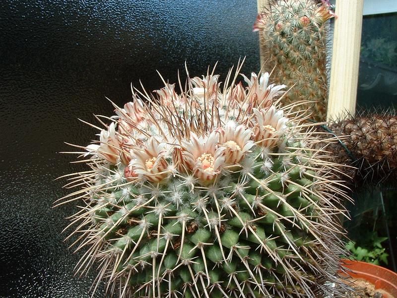 Mammillaria ocotillemsis.JPG